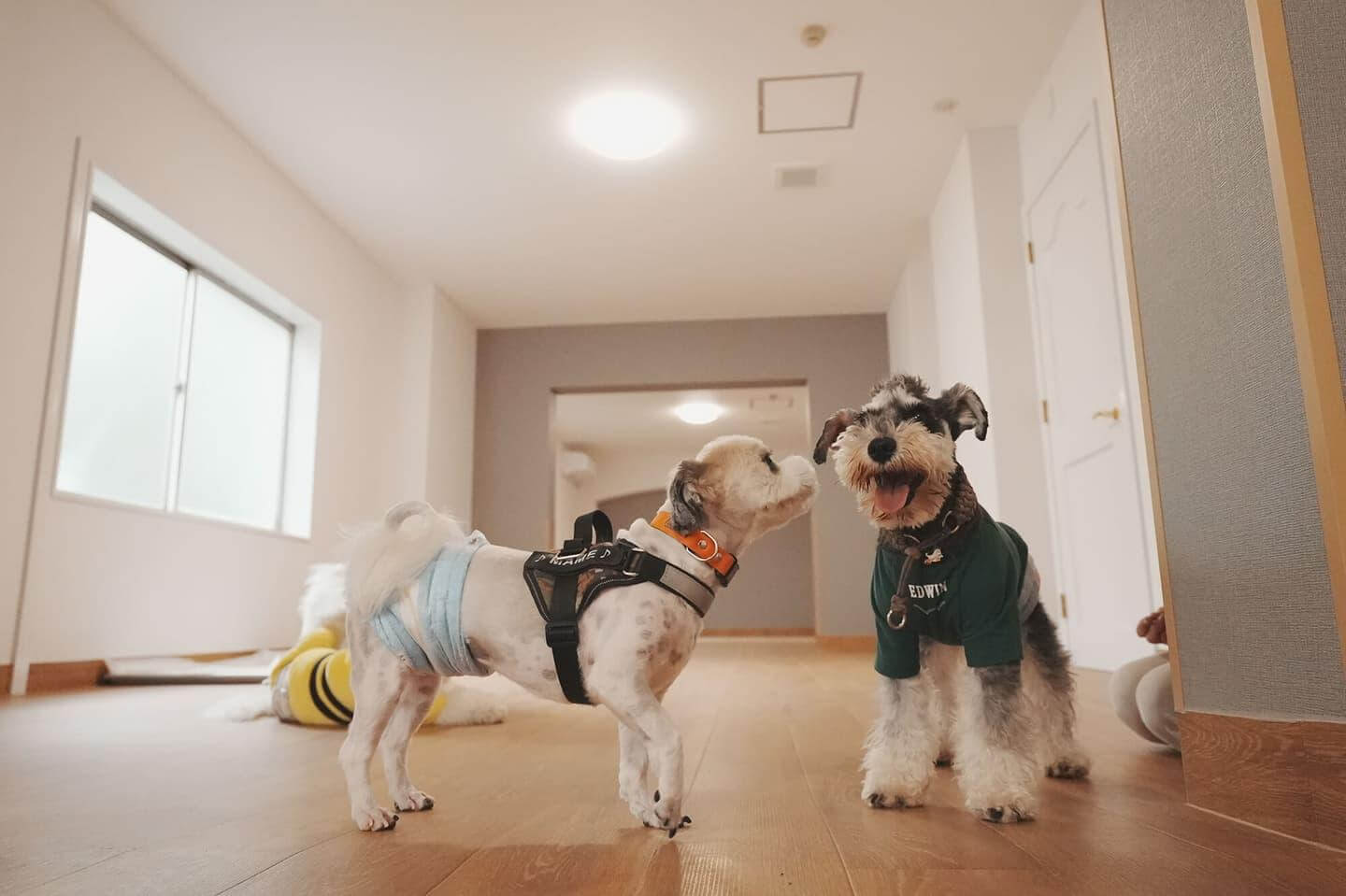 WAKUWAKUドッグランド(神戸市)